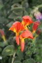 Goldfish Plant